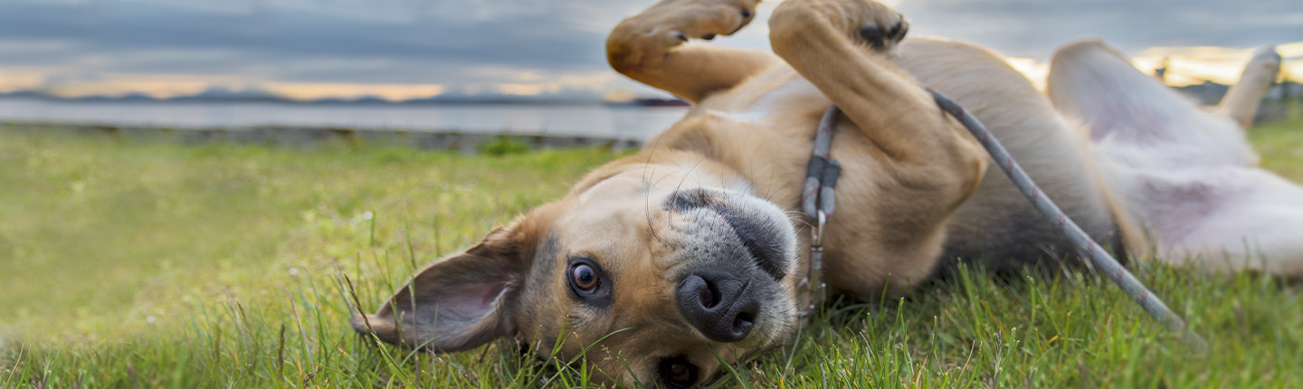Zecken können bei Hunden gefährliche Infektionskrankheiten auslösen - jetzt mit Frontline schützen.